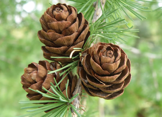 Tamarack cones