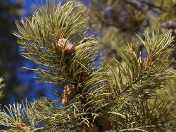 Lodgepole Pine needles