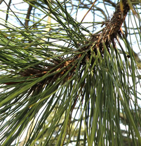 Ponderosa Pine needles