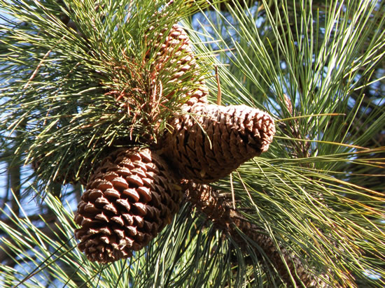Ponderosa Pine needles and cones