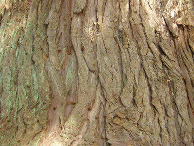 Western Redcedar bark