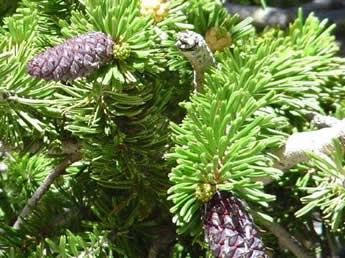 Bristlecone Pine needles and cones
