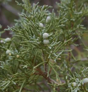 Utah Juniper foliage