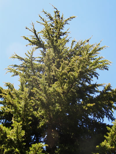 Western Hemlock