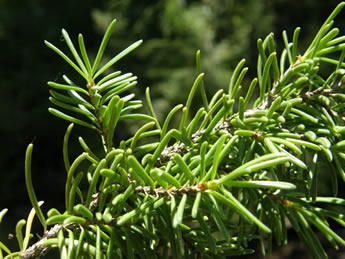 Western Hemlock needles