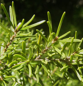 Western Hemlock needles