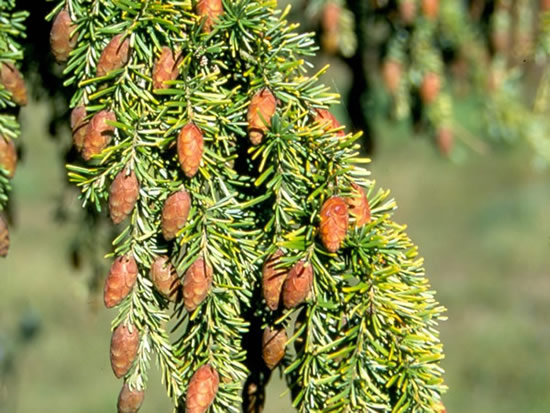 Western Hemlock cones