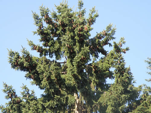 Norway Spruce