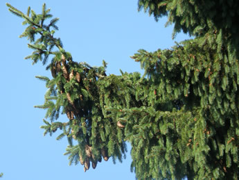 Norway Spruce bough