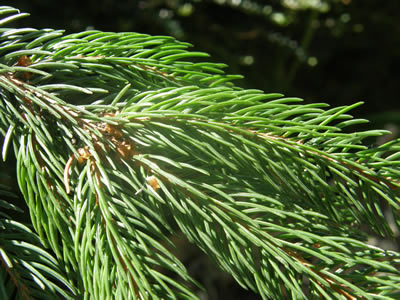 Norway Spruce foliage