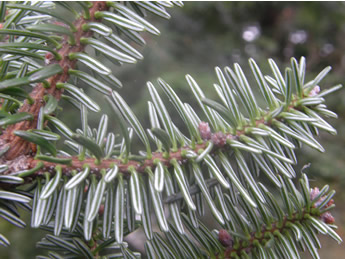 Balsam Fir needles