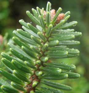 Balsam Fir young growth