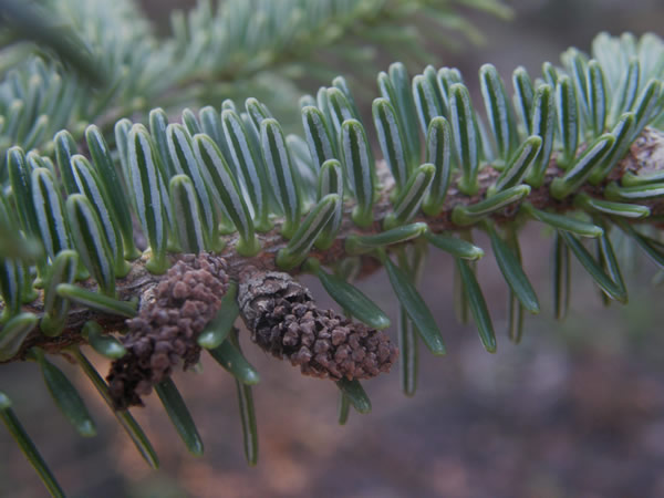 Balsam Fir needles