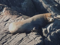 Mammal Trivia 2 - Seals and Sea Lions
