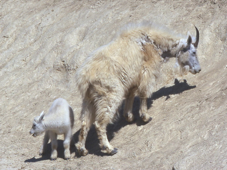 A Mountain Goat and its kid.