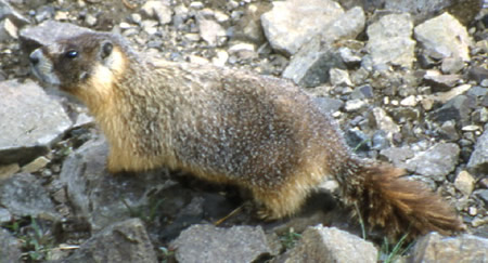 Yellow-bellied Marmot 