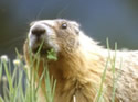 The Yellow-bellied Marmot