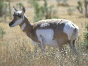 The Pronghorn
