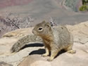The Rock Squirrel