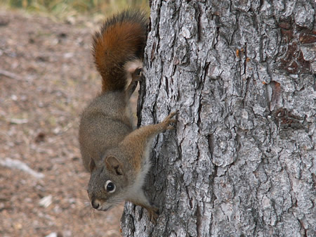 Curious Red Squirrel