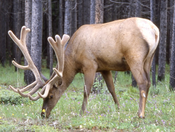 Elk with new set os antlers