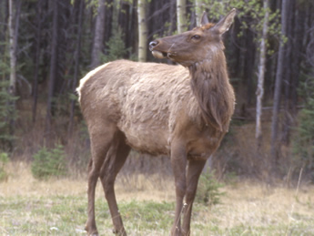 Famale Elk
